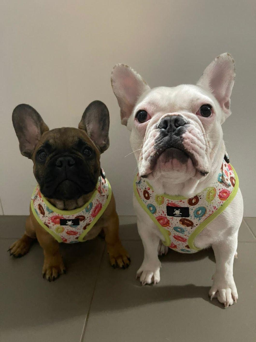 Customized Design&Logo Whole Sets Dog Harnesses