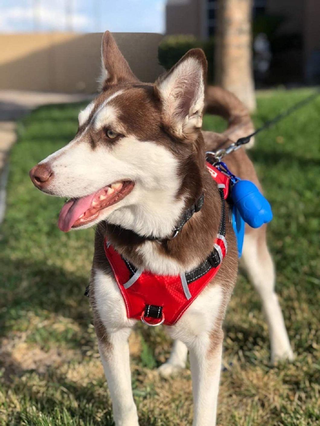 Waterproof Reflective Dog Harness with Sturdy Handy Handle