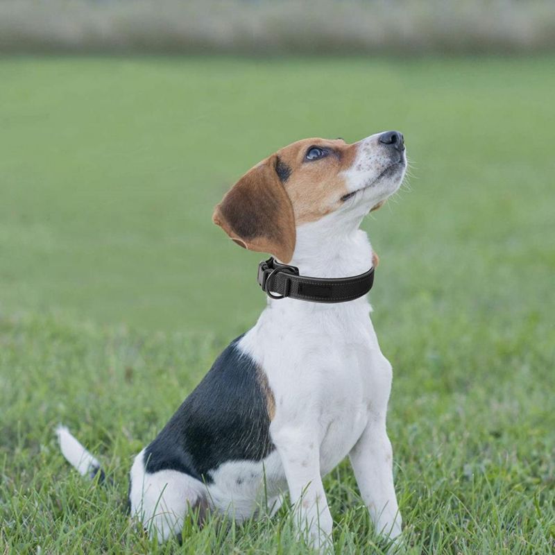 Adjustable Nylon Pet Collar for Small Medium Dogs