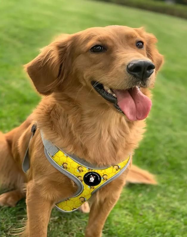 Cartoon Collection Soft Pet Clothes Adjustable Dog Harness