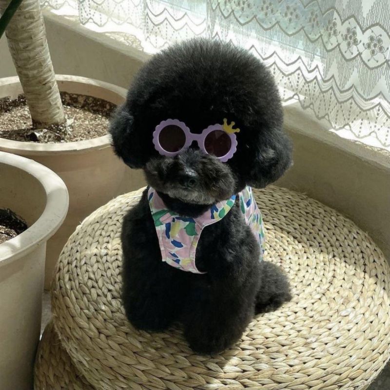 Wholesale High Quality Plastic Flower Toy Sunglasses for Dog and Cats