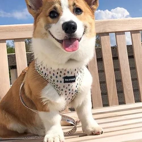 Customized All Kinds of Patterns Small Order Acceptable Dog Harness