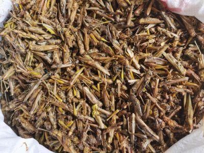 High Nutrition Dried Grasshoppers for Poultry/Aquarium/Reptiles Feed