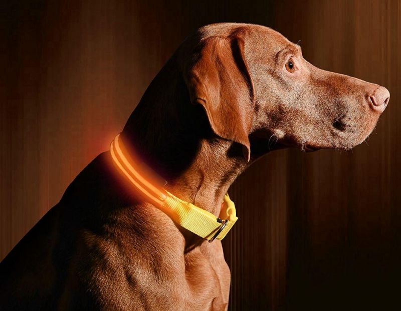 Dog Visible, Safe & Seen LED Dog Collar