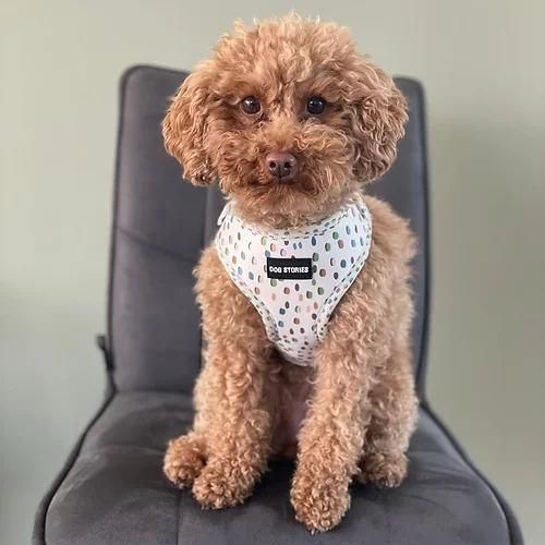 Padded Adjustable Soft Mesh Customized Pattern Printing Dog Harness
