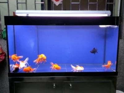 Best-Selling Rectangular Glass Aquarium Fish Tank for Home Decorative
