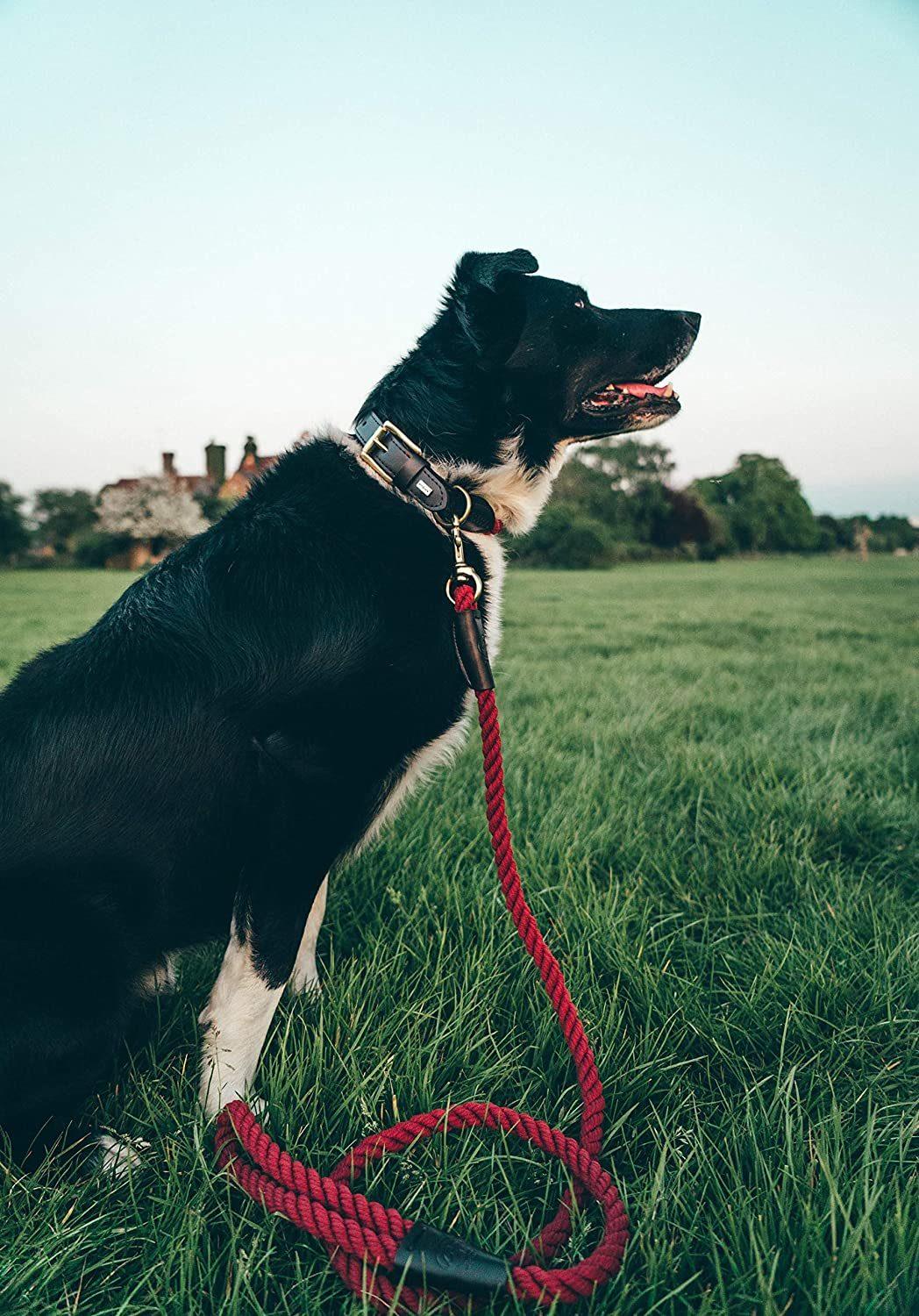 Hand Made with Elegant Details Strong Dog Lead