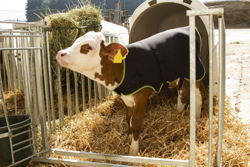 Waterproof Breathable Warming Calf Coat Calf Jackets