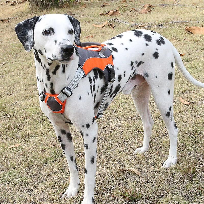 Latest Design Adjustable Dog Harness Nylon Strap Custom Dog Harness Neoprene Dog Harness and Leash