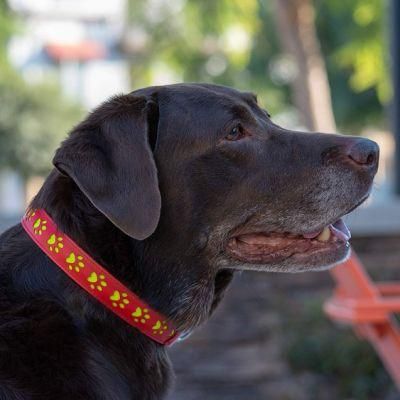 Leather Dog Collar with Rechargeable LED Safety Night Light Strips and Paw Print Design