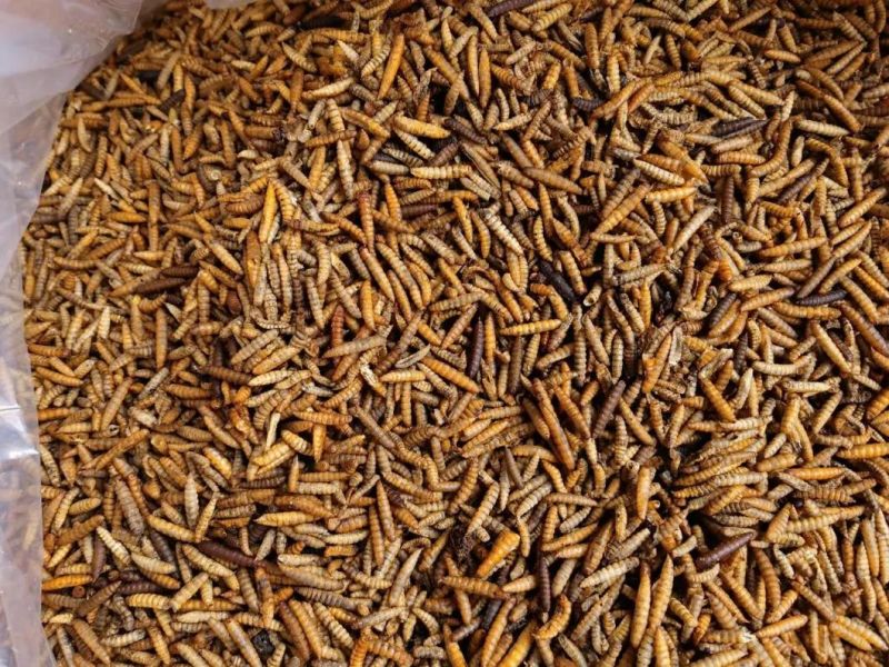 Chinese Dried Black Soldier Fly Larvae (BSFL)