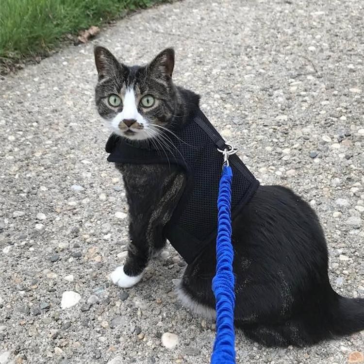 Breathable Mesh No Pull Adjustable Escape Proof Cute Small Cat Dog Harness and Leash