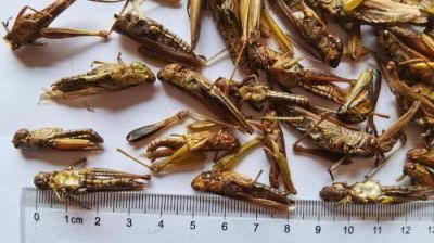 Dried Grasshopper