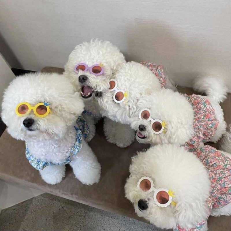 Wholesale High Quality Plastic Flower Toy Sunglasses for Dog and Cats