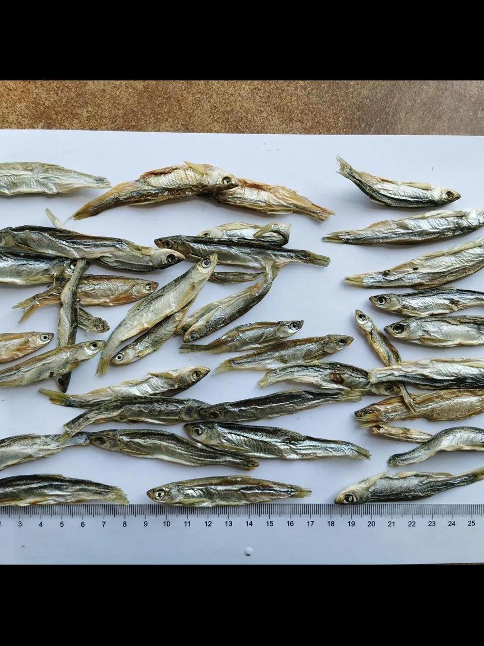 Chinese Supplier SD River Fish for Dogs/Cats/Turtles/Ornamental Fish Feeding