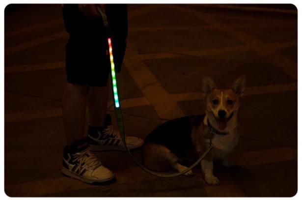 Pet Dog Collar Night Safety Flashing Glow in The Dark Dog Leash Dogs Luminous Fluorescent Collars Pet Supplies
