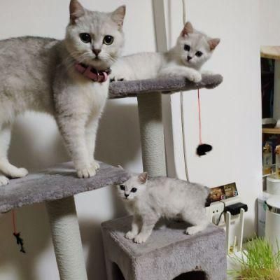 Multi-Level Plush Cozy Perch Cat Wooden Perch Condo Furniture Activity Trees Tower with Scratching Posts
