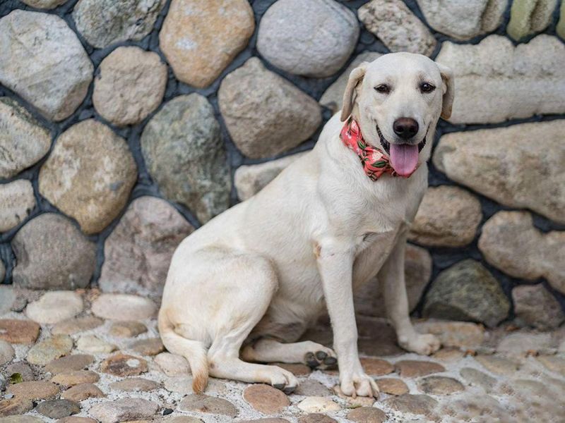 Custom Adjustable Dog Collar with Bow