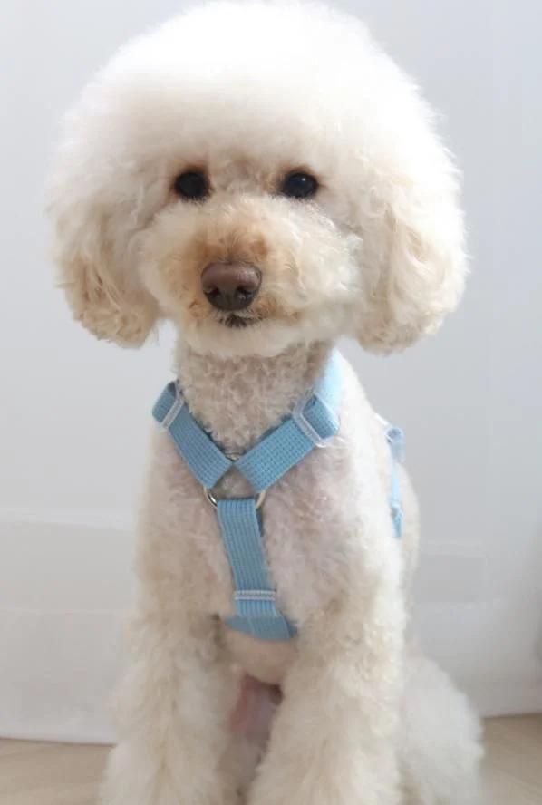 OEM Female Dog Harness Manufacturers Korea Nylon Adjustable Dog Harness Collar Leash Retail Packaging Designer Dog Harness