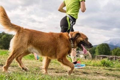 Pet Shock Absorbing Jogging Sport Running Dog Bungee Leash