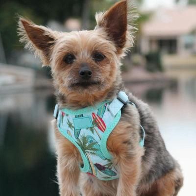 Wrap and Snap Fabric Print Choke Free Lightweight Dog Harness