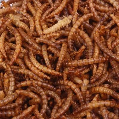 Dried Mealworms From Chinese Factory Pets Food Mealworms