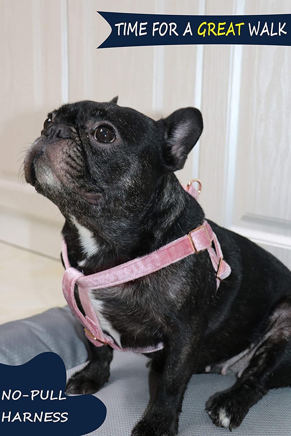 Practical and Functional Dog Halter Harness
