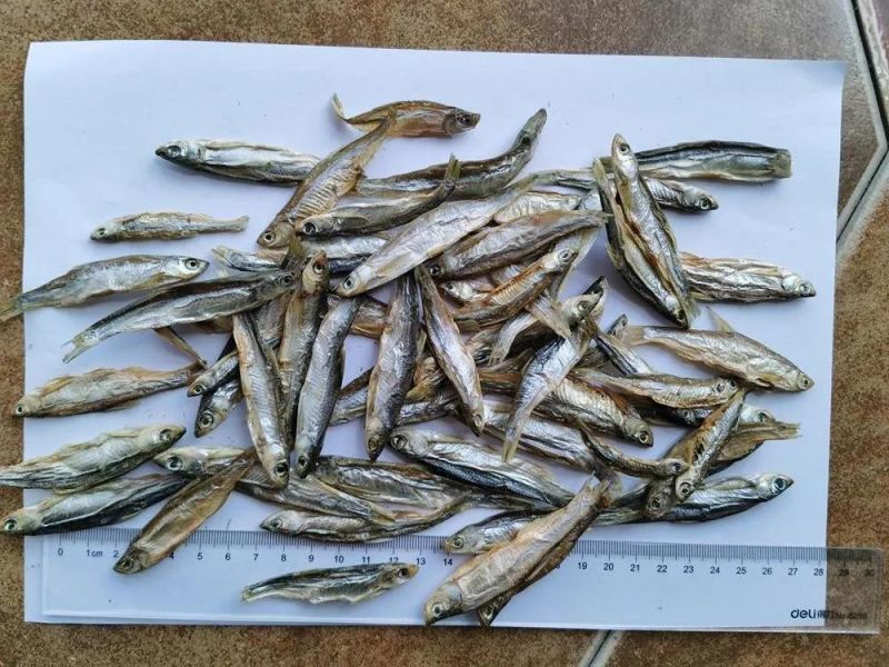 Sun Dried Fish for Dogs, Cats, Turtles Food