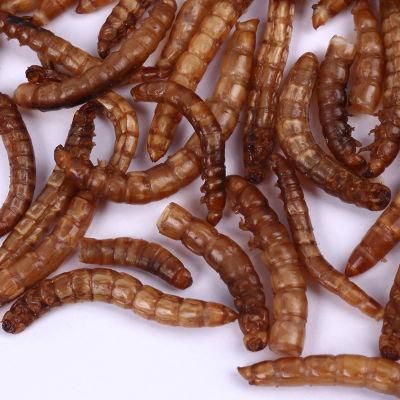 Healthy Pet Snacks Hot Selling Dried Mealworm/Freeze Dried Mealworm /Live Mealworm