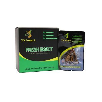 Active Formula Eco Fresh Insect for Arowana Fish