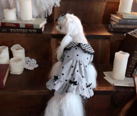 Summer and Autumn Newest Plaid DOT Turndown Design Pet Skirt Super Fashion and Comfortable Dog Clothes