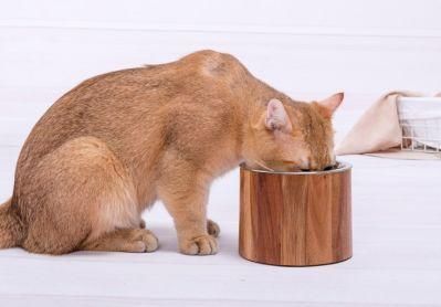 Raised Pet Bowl for Serving Food/Water with Acacia Wood Stand