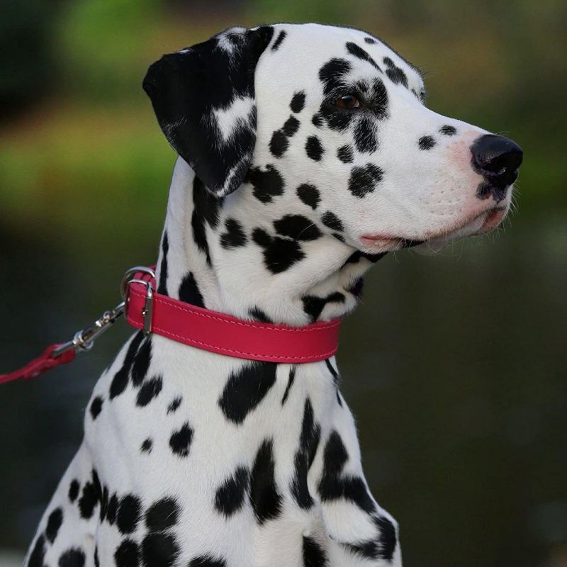 Handmade Genuine Leather Dog Collar with Small MOQ