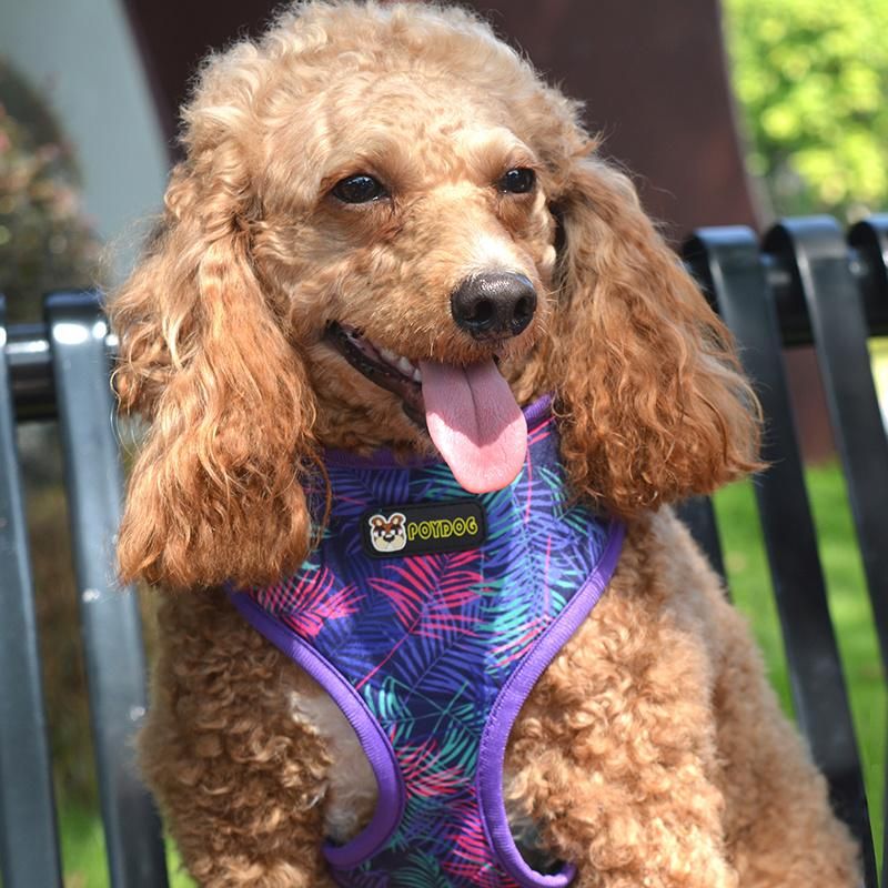 Hot Sale Reversible Dog Harness 2 in 1 Dog Vest