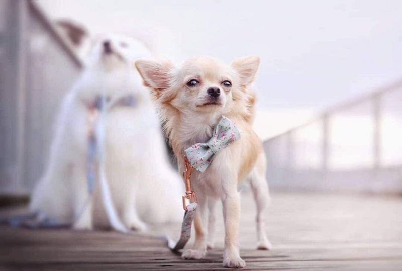 Pet Soft &Comfy Bowtie Dog Collar and Cat Collar