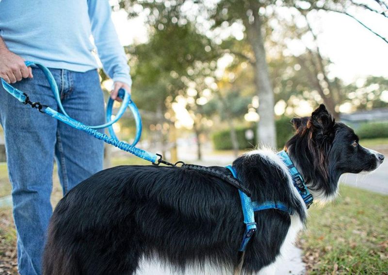 Dog Harness with Bungee Handle and Rear and Front Clip Attachment