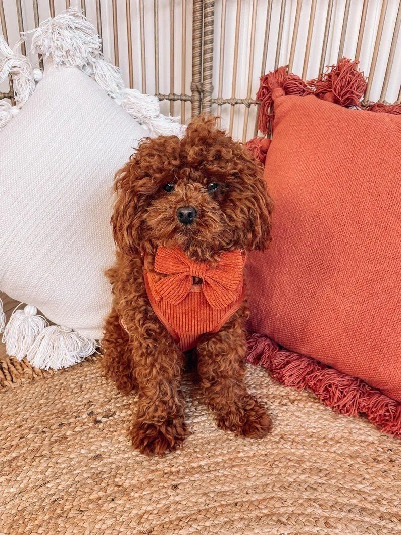Luxury Corduroy Fabric Dog Harness Collar Lead Set with Metal Buckle, Velvet Pet Accessories, Dog Collar