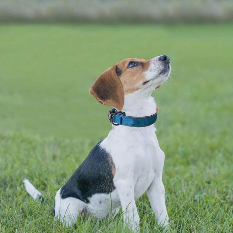 Reflective Dog Collar with Ultra Soft Neoprene Padded