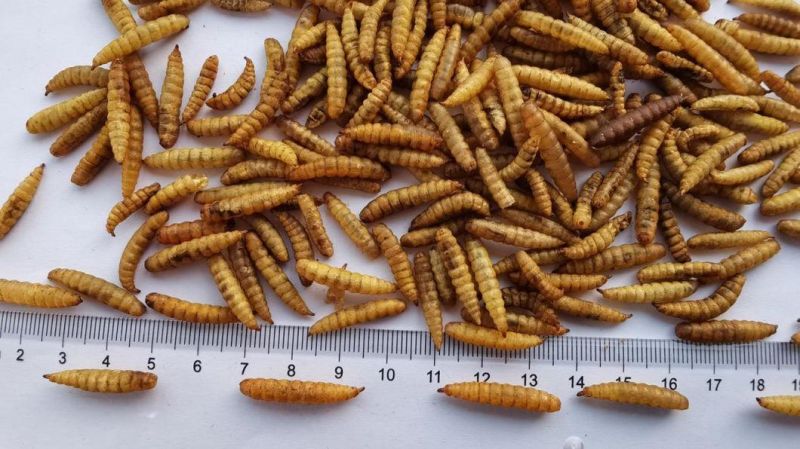 Dried Black Soldier Larvae Worms (BSFL)