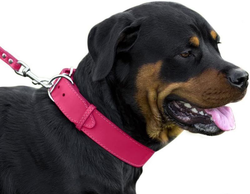 Fashionable Collar Leather Dog Collar with Multiple Colors