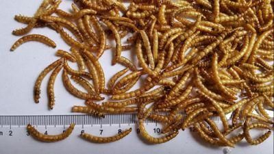 Dried Mealworms