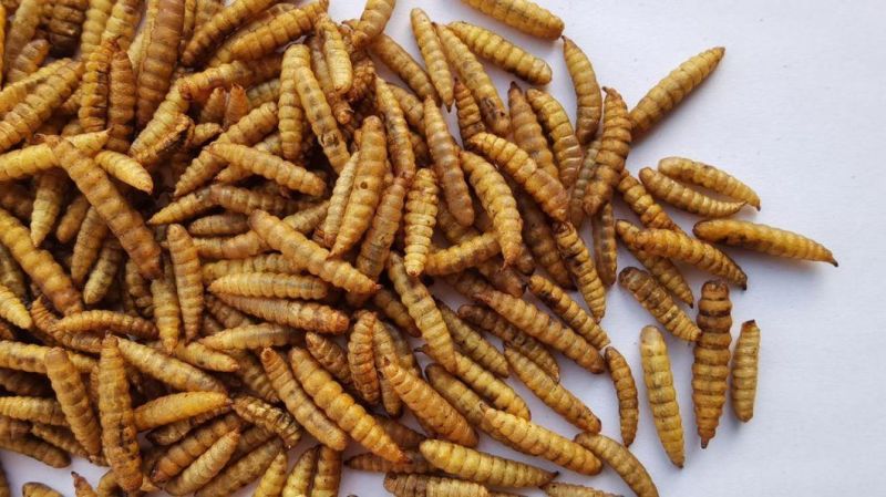 Black Soldier Worms Feed for Poultry and Aquarium Fish