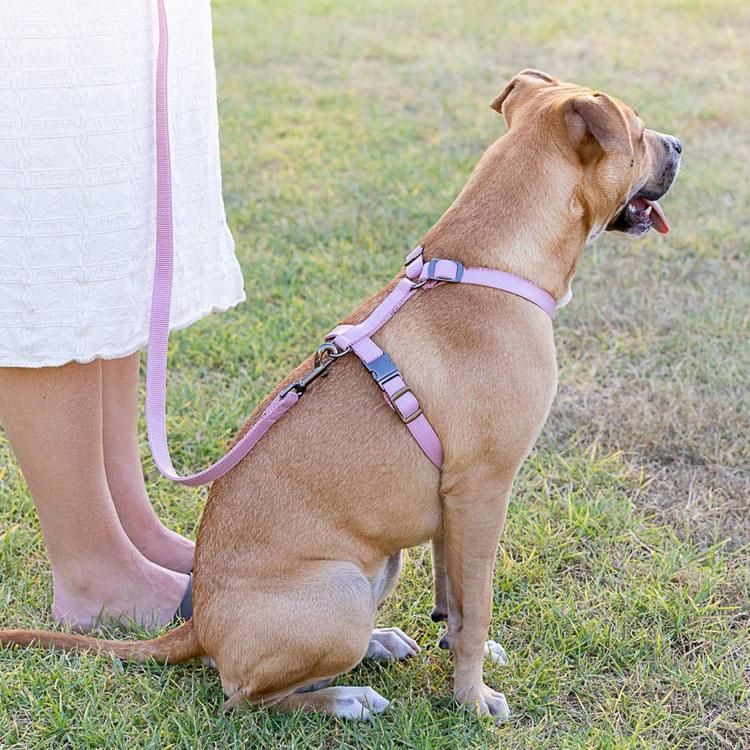 Custom Luxury Brand Adjustable Pet Puppy PU Faux Leather Vegan Leather Dog Harness