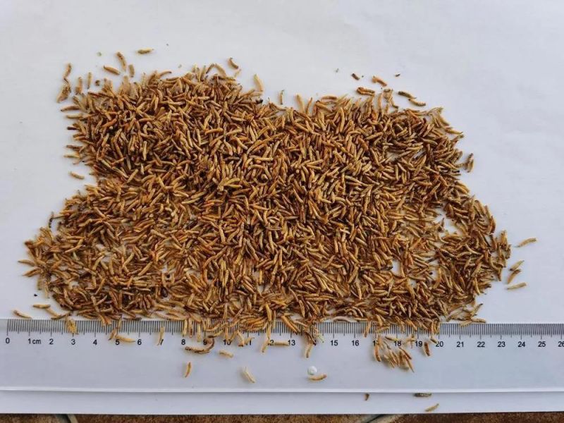 Maggot Larvae for Birds/Ornamental Fish/Hamster/Reptiles Feeding