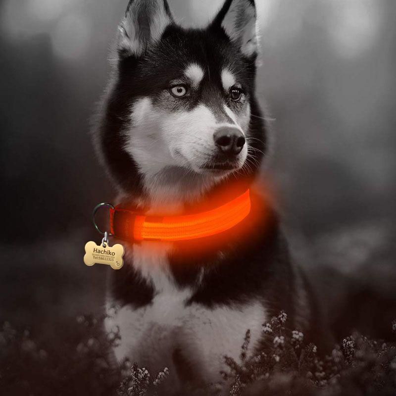 Hot Safety Pet Collar Lighted up Nylon LED Dog Collar Dog Products