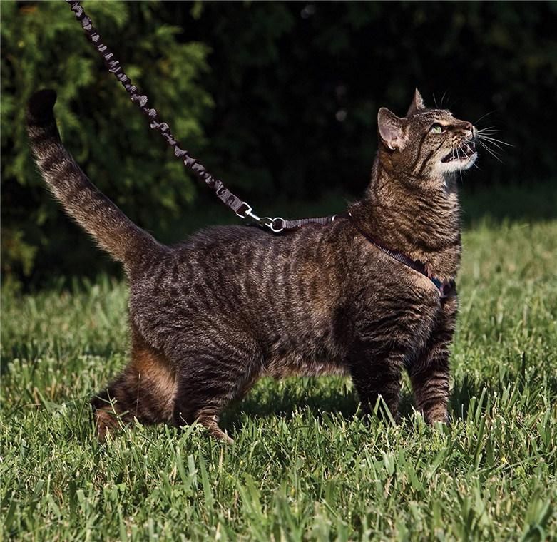 Comfortable Control Easy Walk Harness Cat Collars with Flexible Bungee Leash
