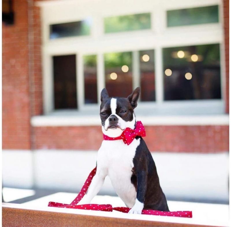 Custom Pet Soft &Comfy Bowtie Dog Collar and Cat Collar