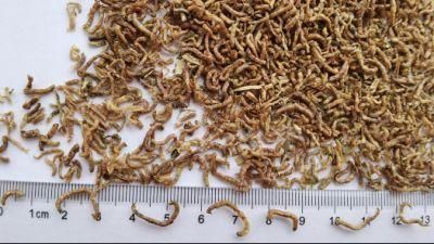 Fd Blood Worms for Aquarium Fish Food