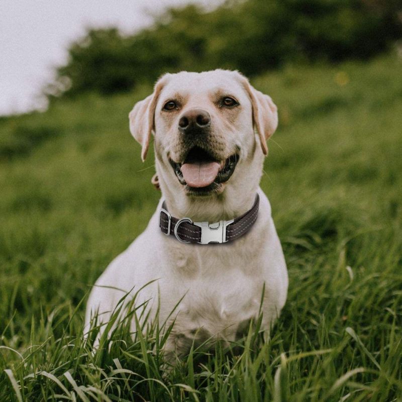 Durable Metal Buckle Adjustable Nylon Dog Collar for Small Dogs