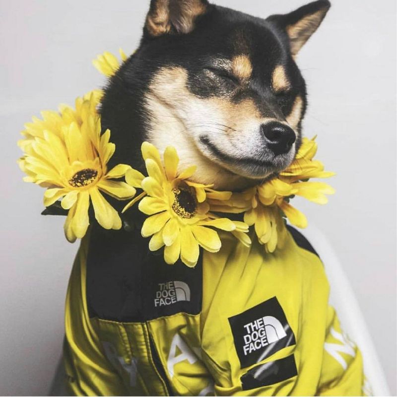 Fashion Windproof Rainproof, Polyester Keep Warm Small Medium Large Dog Raincoats